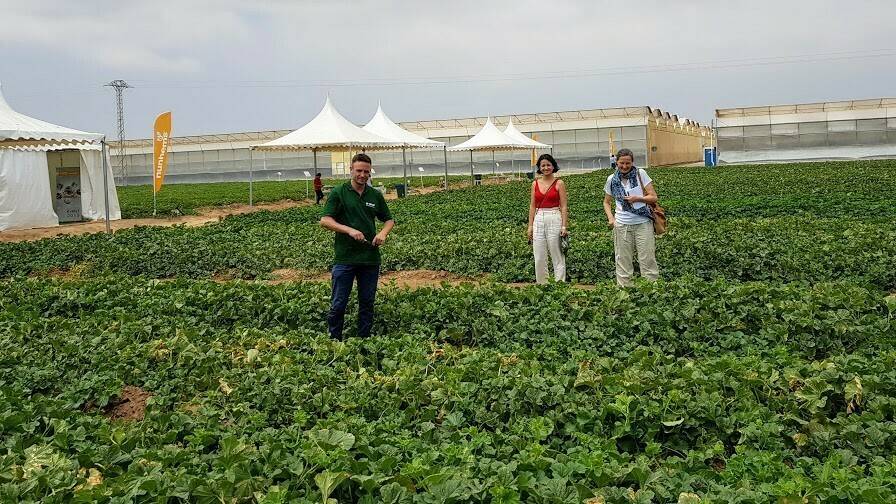 Nunhems-melones-2019-2|Nunhems 2019-sandías|Nunhems-Cantaloupe|Nunhems-Cantaloupe|Nunhems-Galia|Nunhems-melones-2019-2